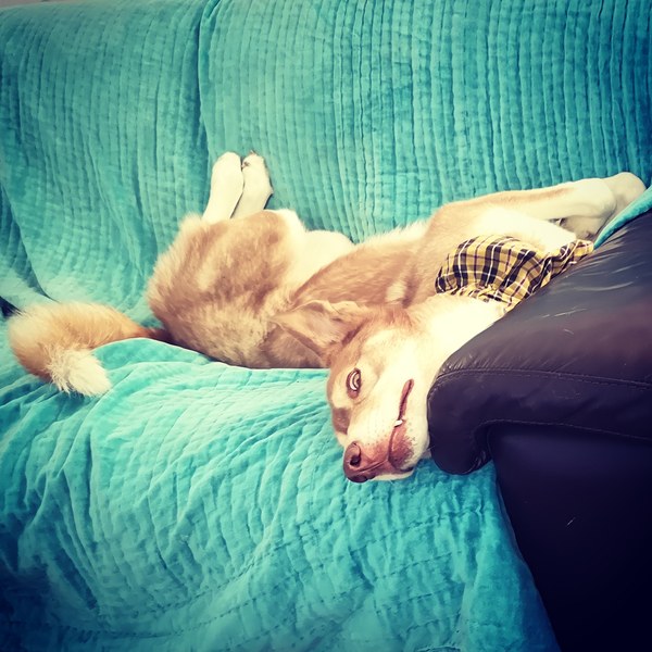 Want to test a Sleepeezee personalised dog bed? Sign up here! - NOW CLOSED
