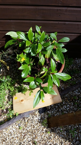 Inherited plants...