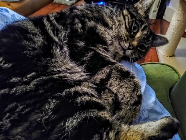 I want a cat, but how do I make sure I get one that’s not an arsehole?