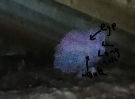 Please tell me this is not a ghost, even though it obviously is and I have to move