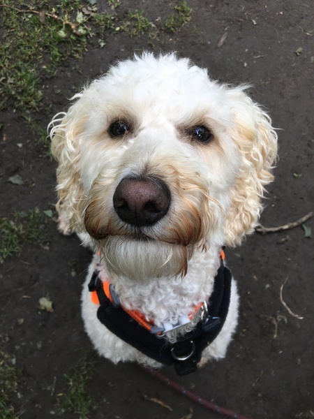 People who have poodles