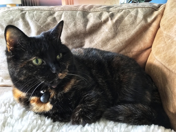 Westminstenders: Charge!!!!