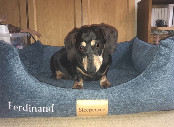 Want to test a Sleepeezee personalised dog bed? Sign up here! - NOW CLOSED