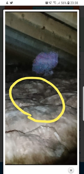 Please tell me this is not a ghost, even though it obviously is and I have to move