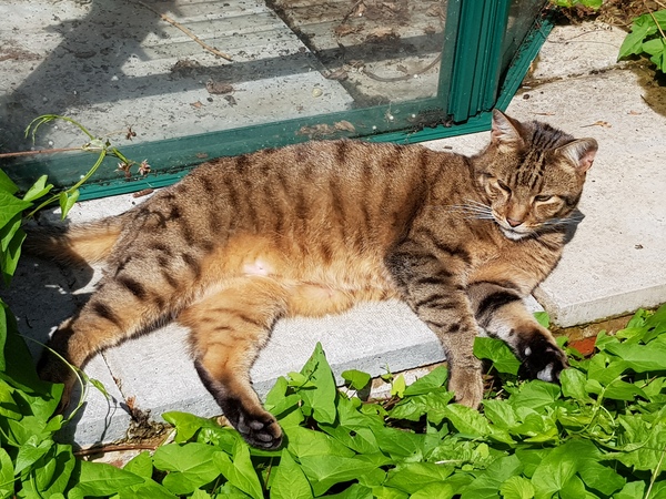 Next door's -thug- cat