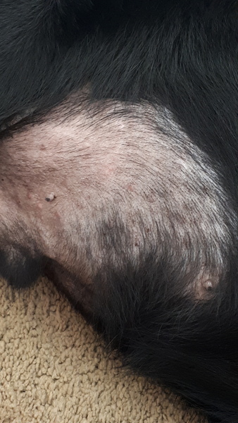 skin issues on dog. Tips, or long term steroid use?