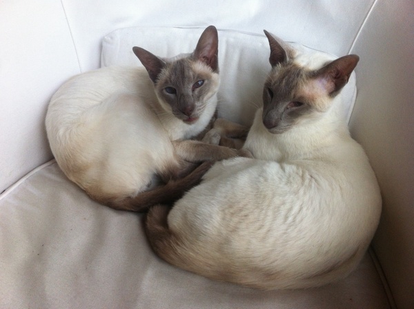 Westministenders: Brexit Preppers Are Traitors Who Don't Believe Enough