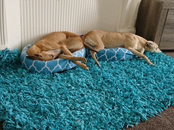 It's International Dog Day! Show us your lovely dogs.