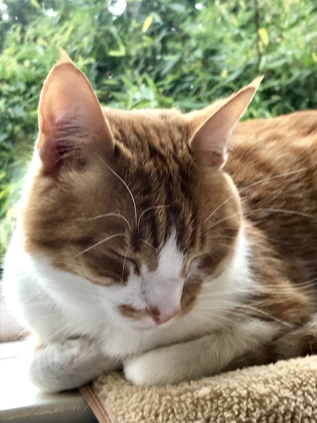 Does your cat wear a collar?