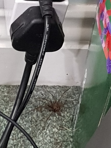 NOOOO SOMETHING TERRIBLE JUST HAPPENED! **spider picture and baby****
