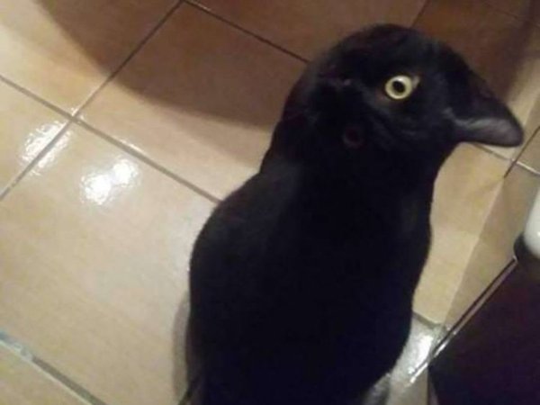 Optical Illusion... Is it a