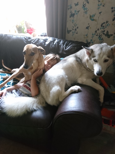 Introducing my 18 month old dog to my newborn