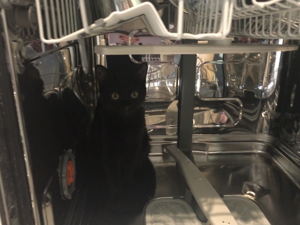 Cats being helpful