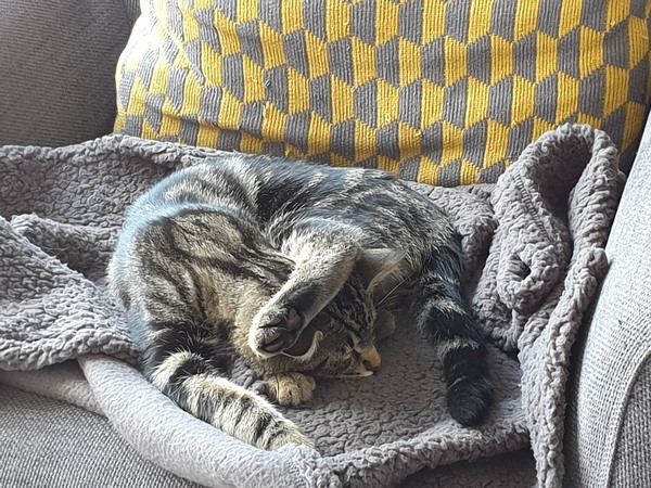 Miaow!