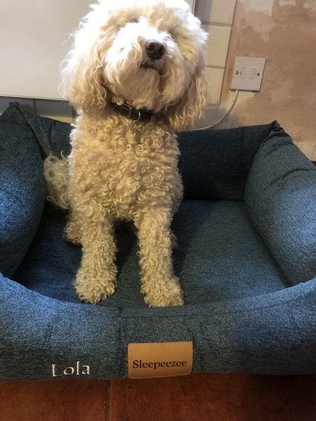 Want to test a Sleepeezee personalised dog bed? Sign up here! - NOW CLOSED