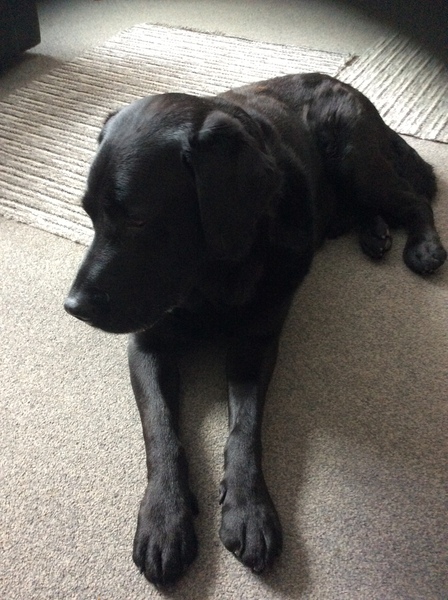 Want to test a Sleepeezee personalised dog bed? Sign up here! - NOW CLOSED