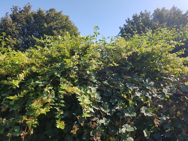 Honeysuckle - can I hack it back?