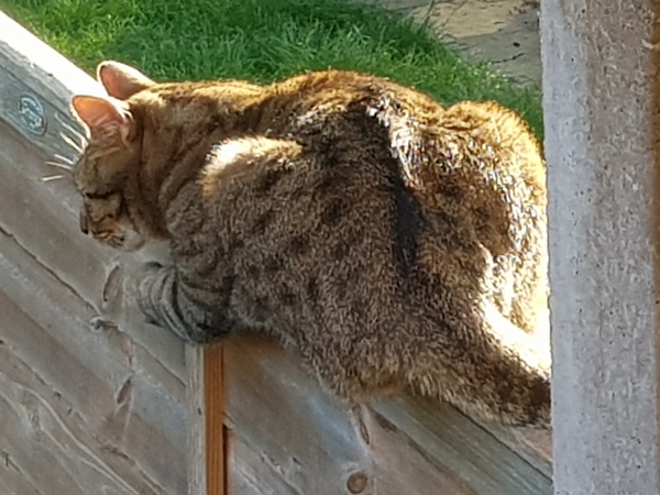 Next door's -thug- cat