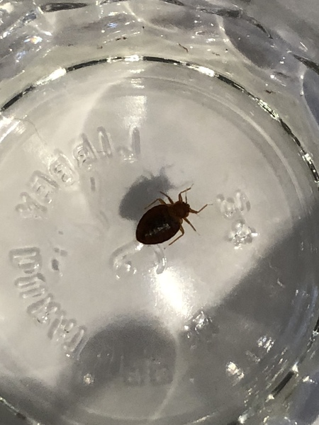 To be freaking out about bedbugs in premier Inn....