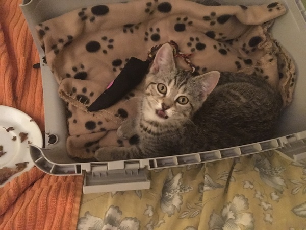 New Kitten