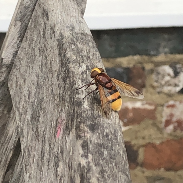 Hornet, wasp or bee?