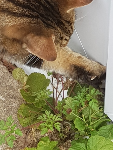 Next door's -thug- cat