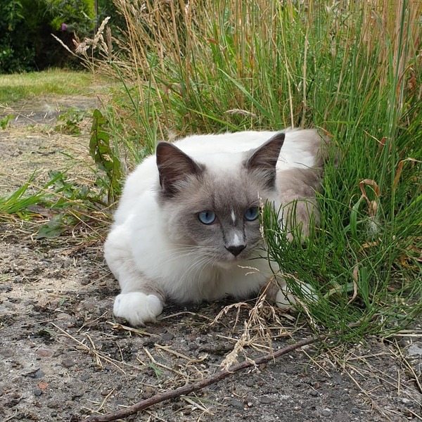 I want to show off my cats!