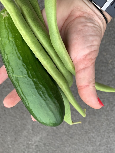 Allotment/Veg Patch Thread 14 ! growing into summer