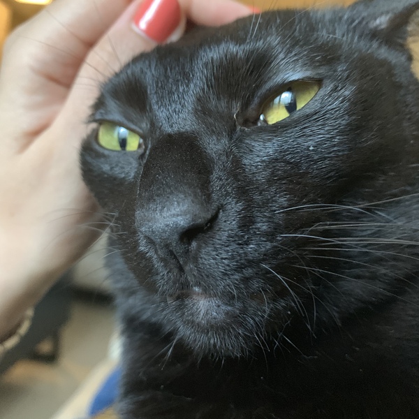 Cat love signs.