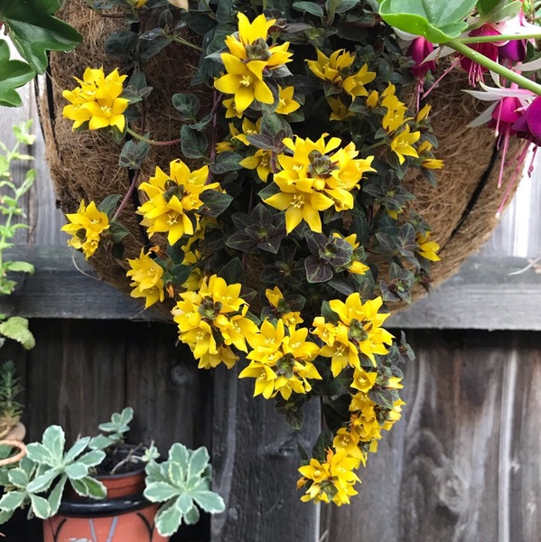 Plant ID
