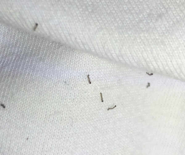 Help!!!  Tiny black lavae on laundry - what are they?