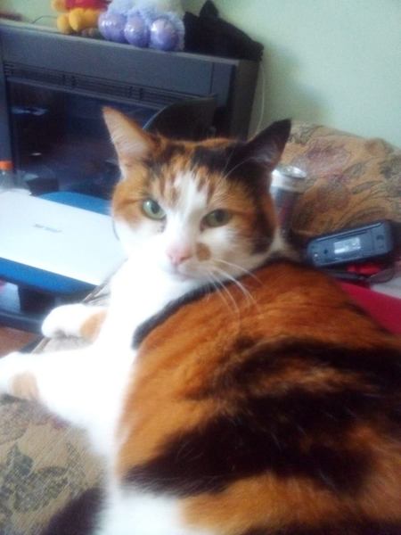 Pilling the cat: 100 easy steps