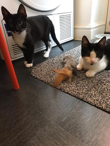 New adopted kittens