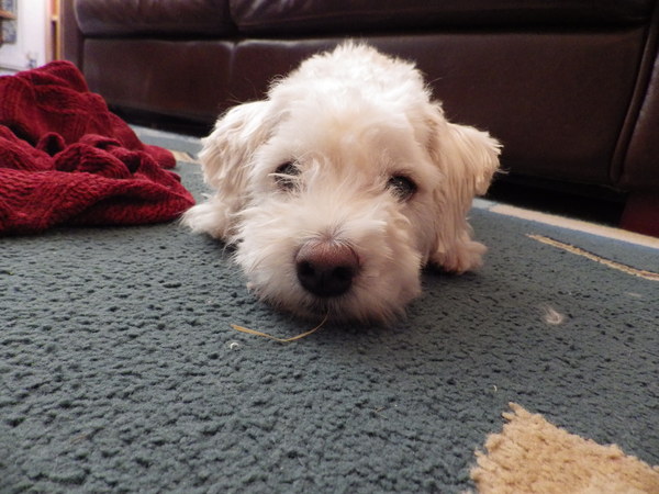 It's International Dog Day! Show us your lovely dogs.