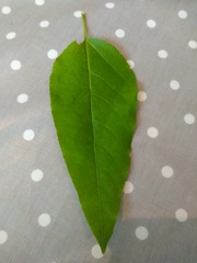 Is this Japanese Knotweed?