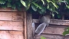 to think the bloody squirrels didn't have to strip ALL the nuts off my tree? Bastards.