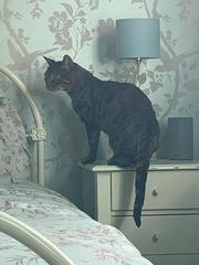 Adopting a retired Bengal stud??