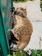 Next door's -thug- cat