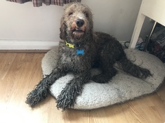 Want to see a fab pic of my golden blonde dog?