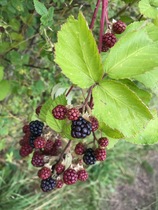 Any Witches Here? Part 9.