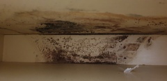 Mould/damp on internal wall - what can I do?
