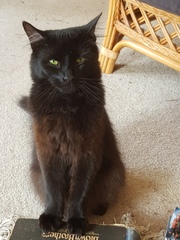 Happy Black Cat appreciation day.
