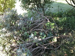 Pruning old shrubs