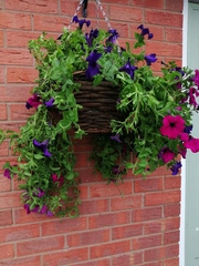 Has my hanging basket had it?