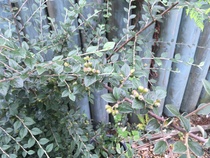 Plant ID
