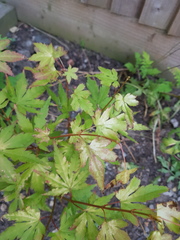 Shady spot a year on