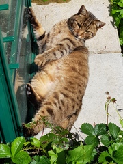 Next door's -thug- cat