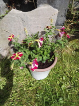 Frugal Friends, planning, saving and considerate spending through July and August