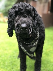 Mumsnet users share how their dog helped them and their family