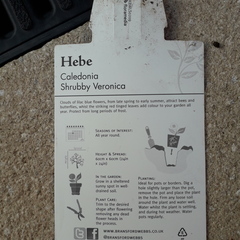 Hebe Caledonia